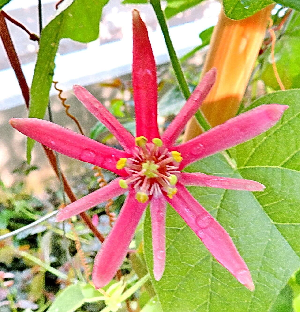 Passiflora sanguinolenta flower