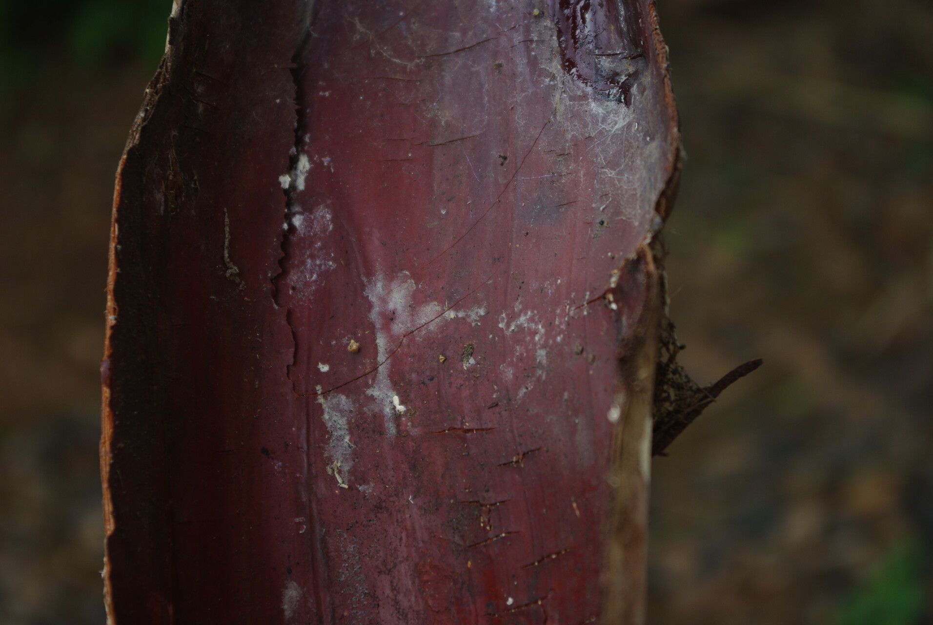 Raphia vinifera bark