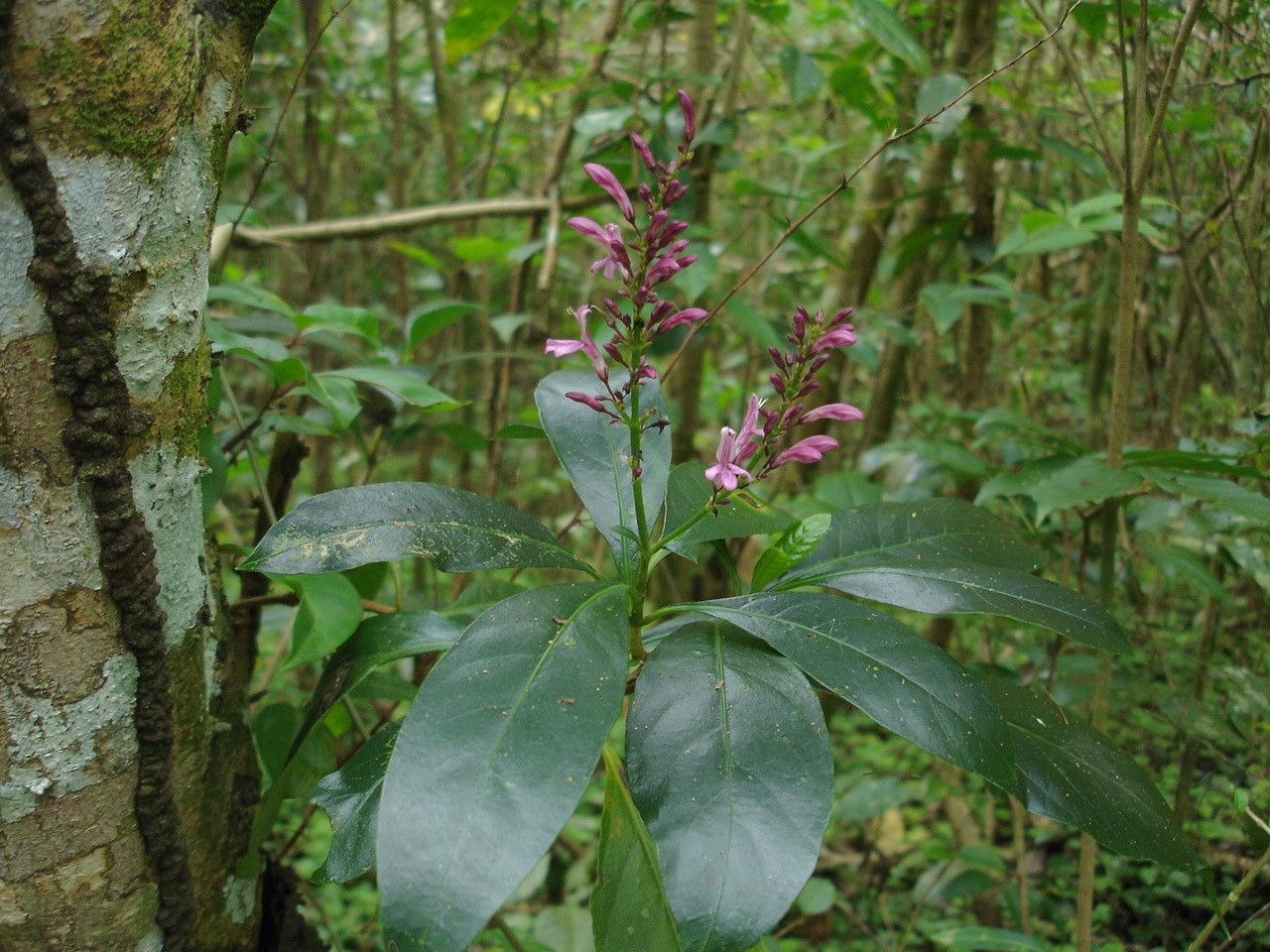 Odontonema nitidum — related species from the same genus