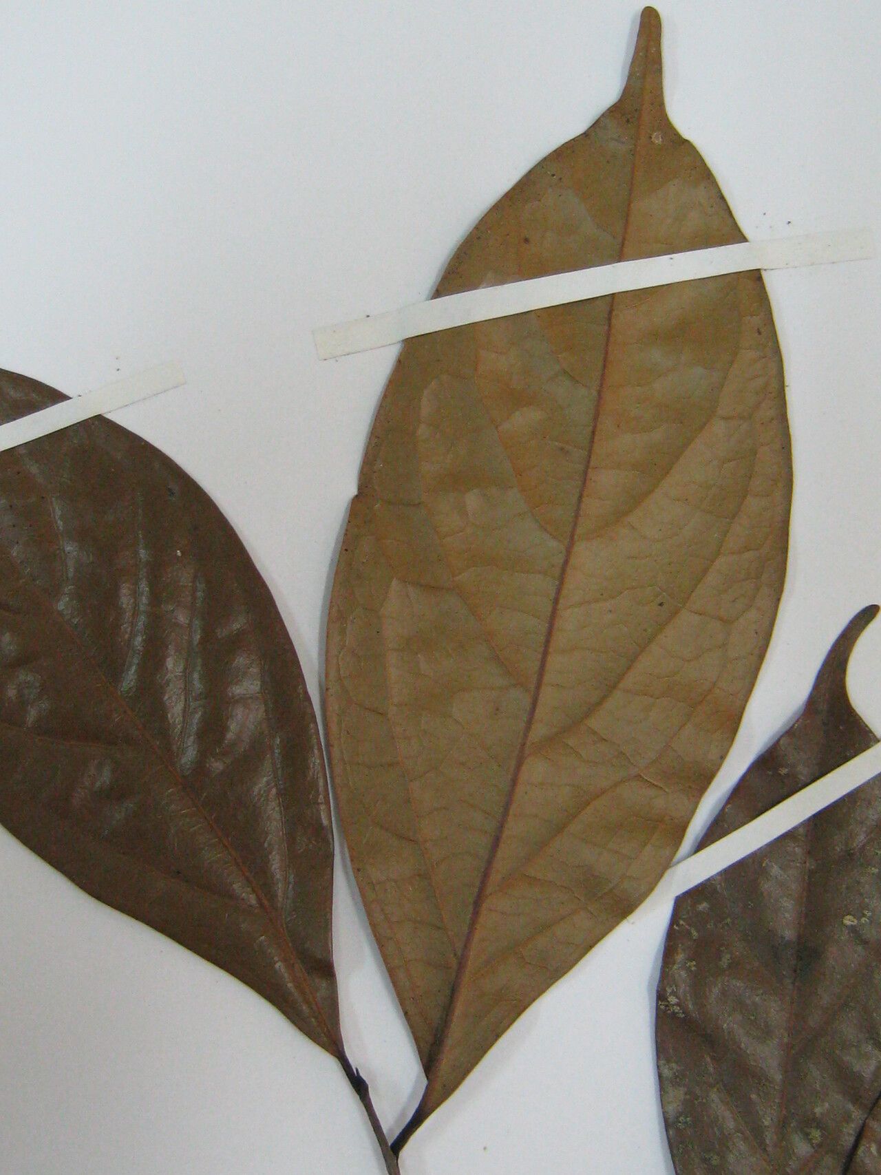 Licaria vernicosa — houseplant care guide