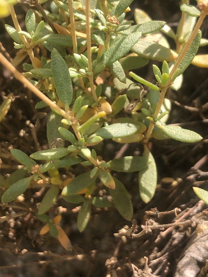 Helianthemum squamatum leaf