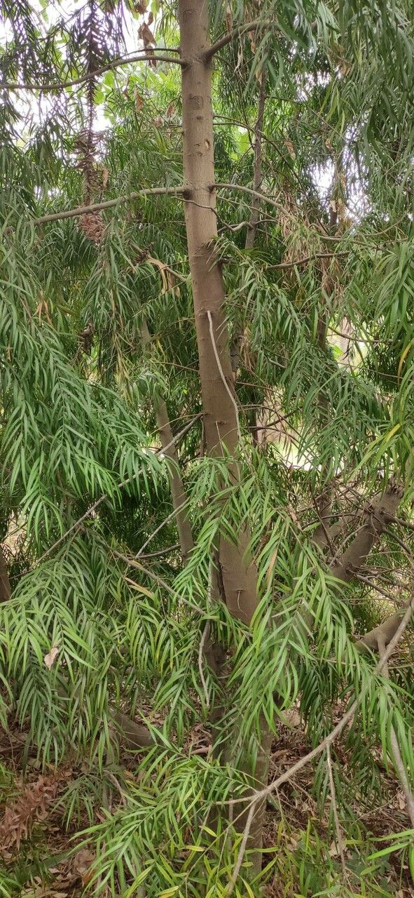 Afrocarpus gracilior bark