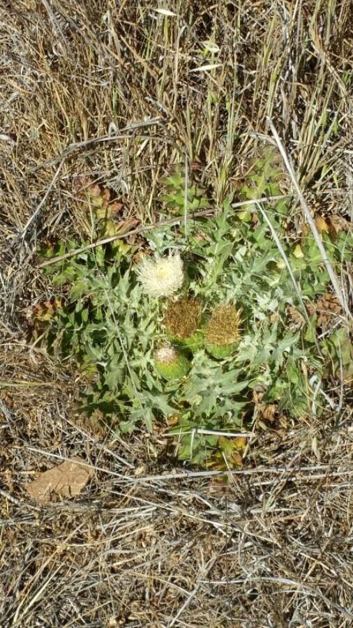 Cirsium foliosum habit