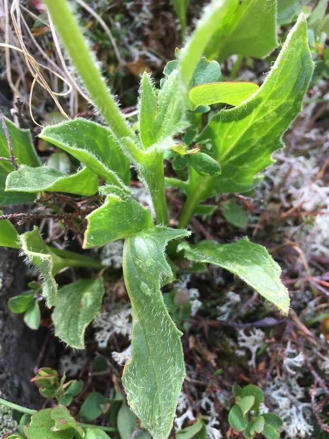 Doronicum clusii leaf