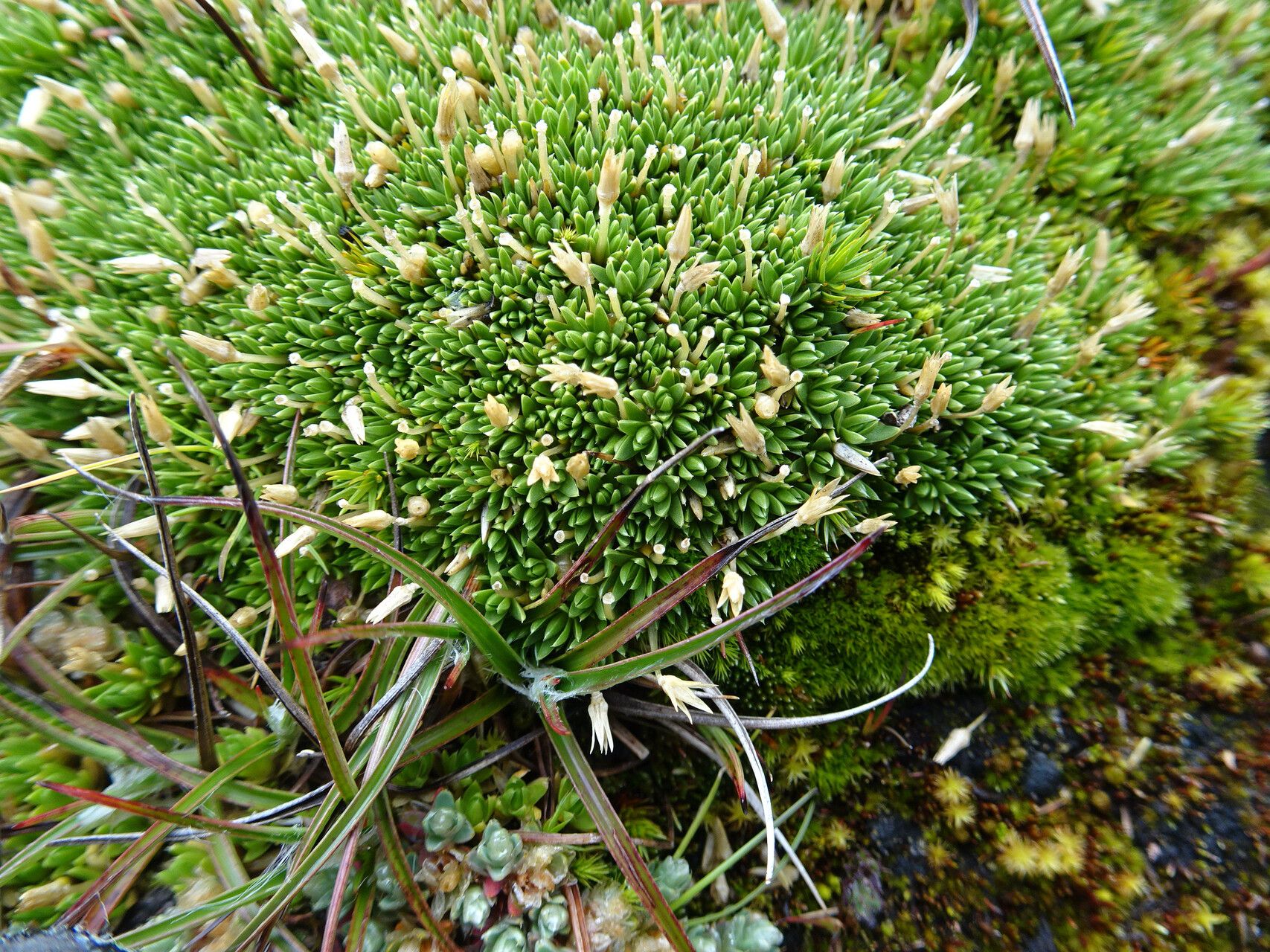 Arenaria nitida — houseplant care guide