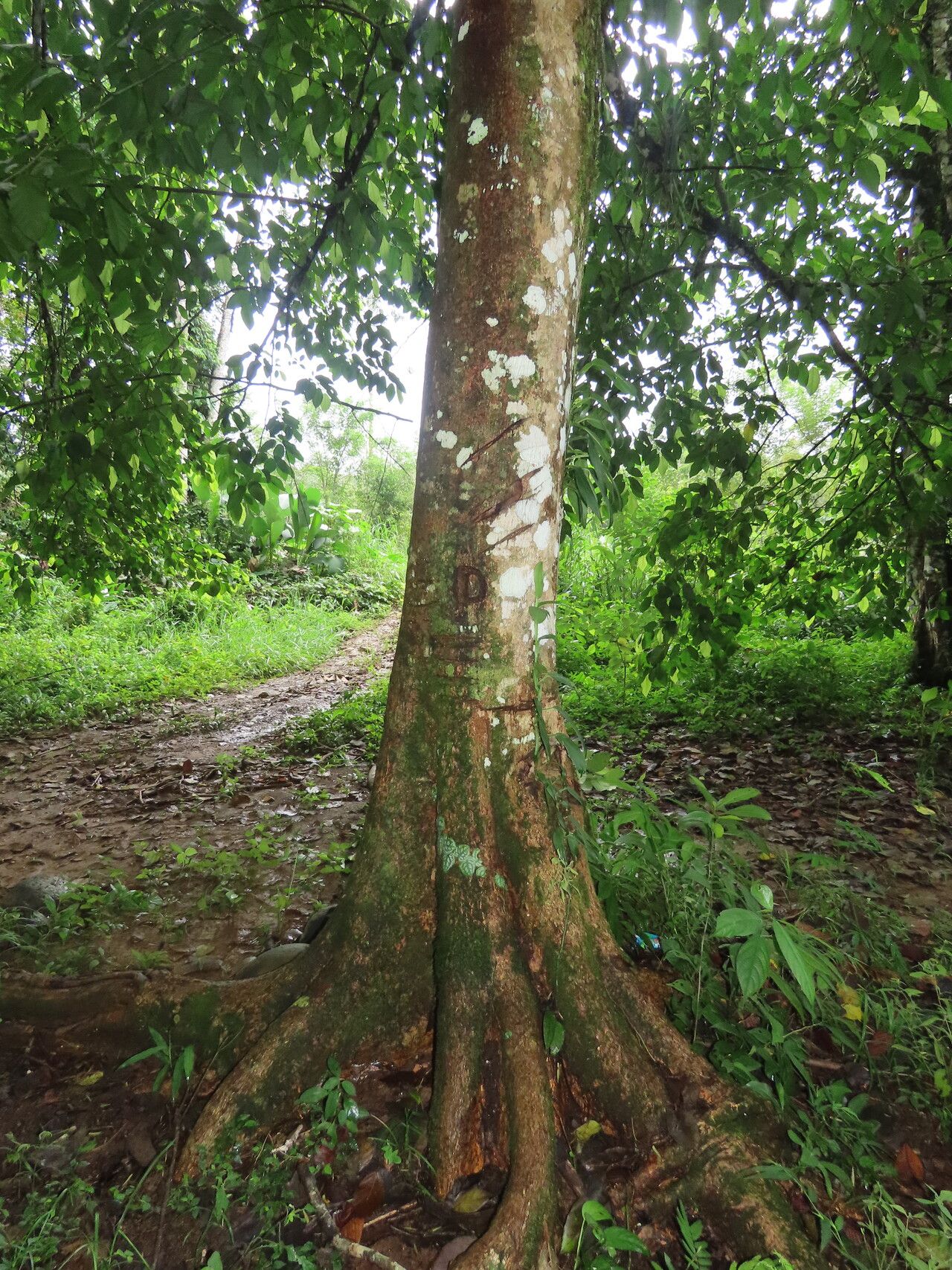 Poulsenia armata habit