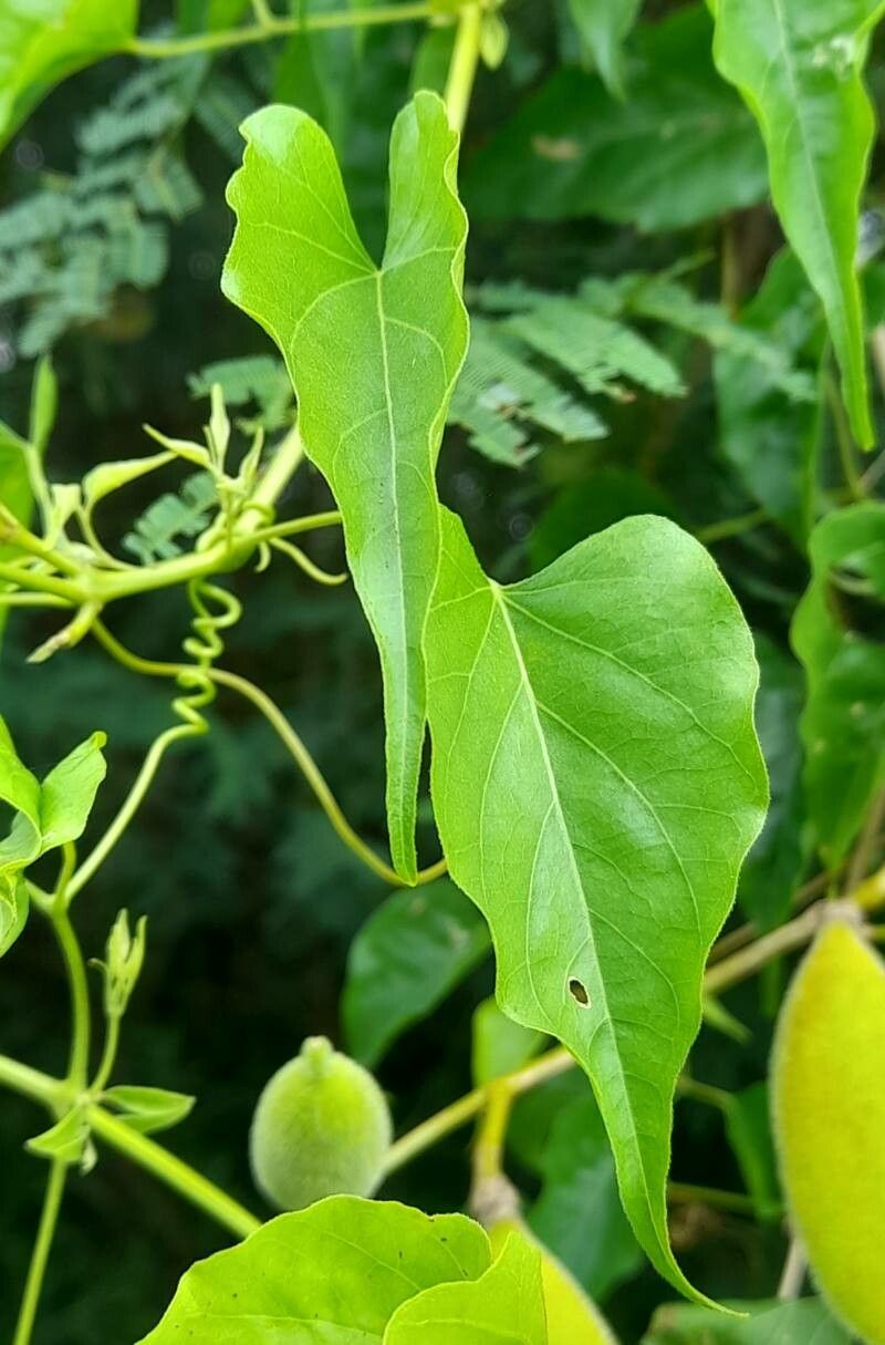 Amphilophium carolinae — related species from the same genus