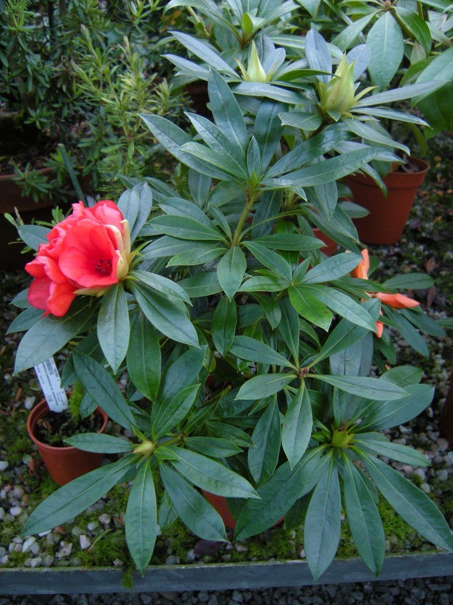 Rhododendron reynosoi habit