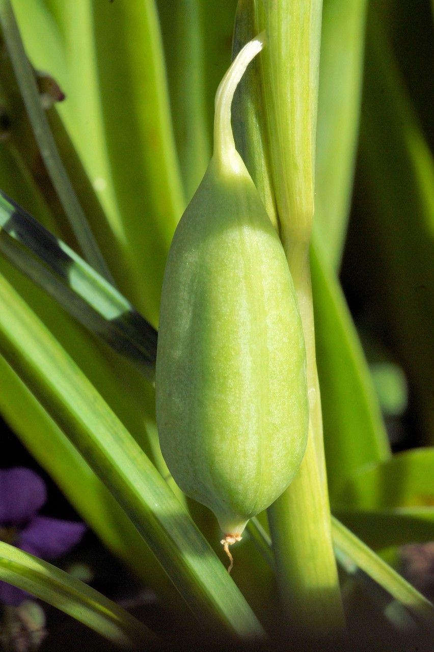 Hermodactylus tuberosus fruit
