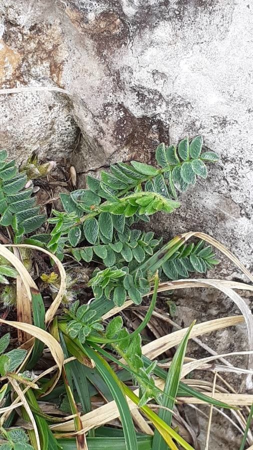Oxytropis neglecta leaf