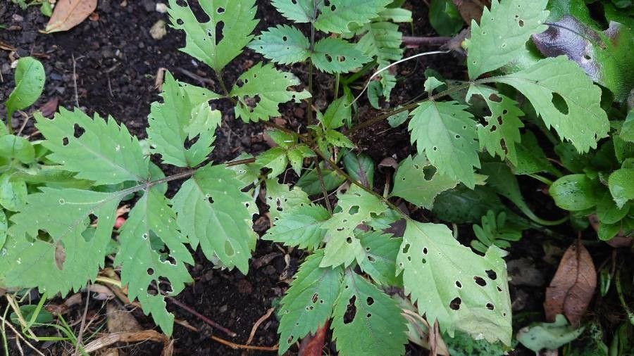 Phryma leptostachya — related species from the same genus