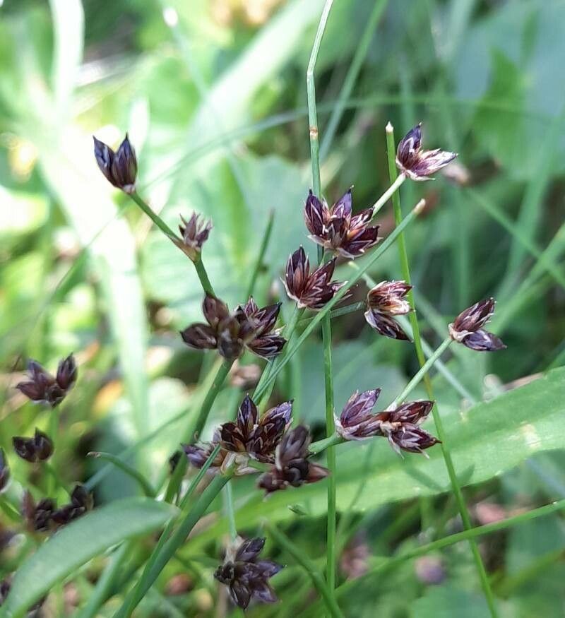 Juncus scheuchzerioides fruit