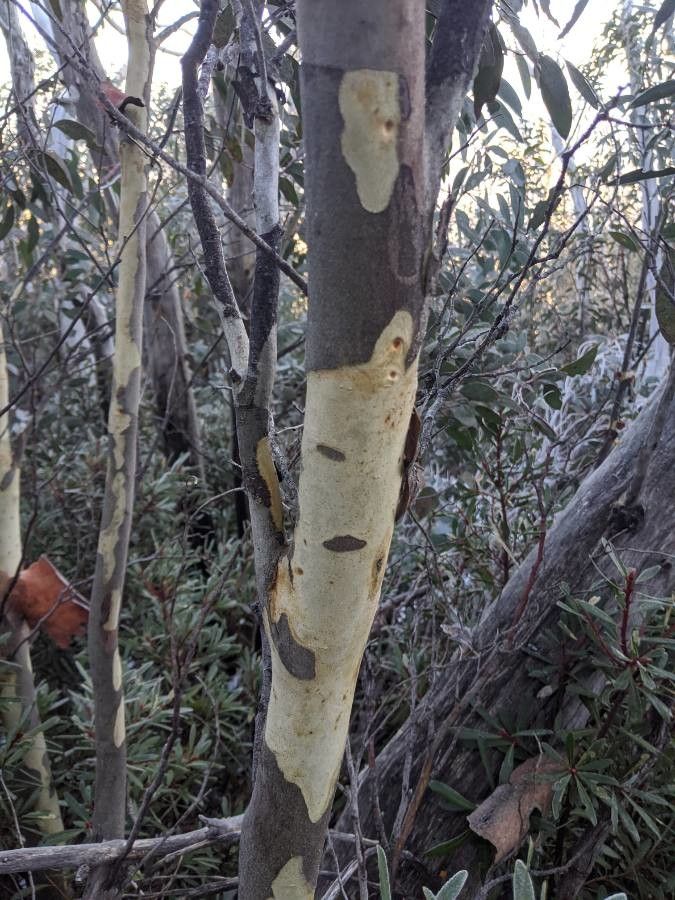 Saxifraga callosa bark