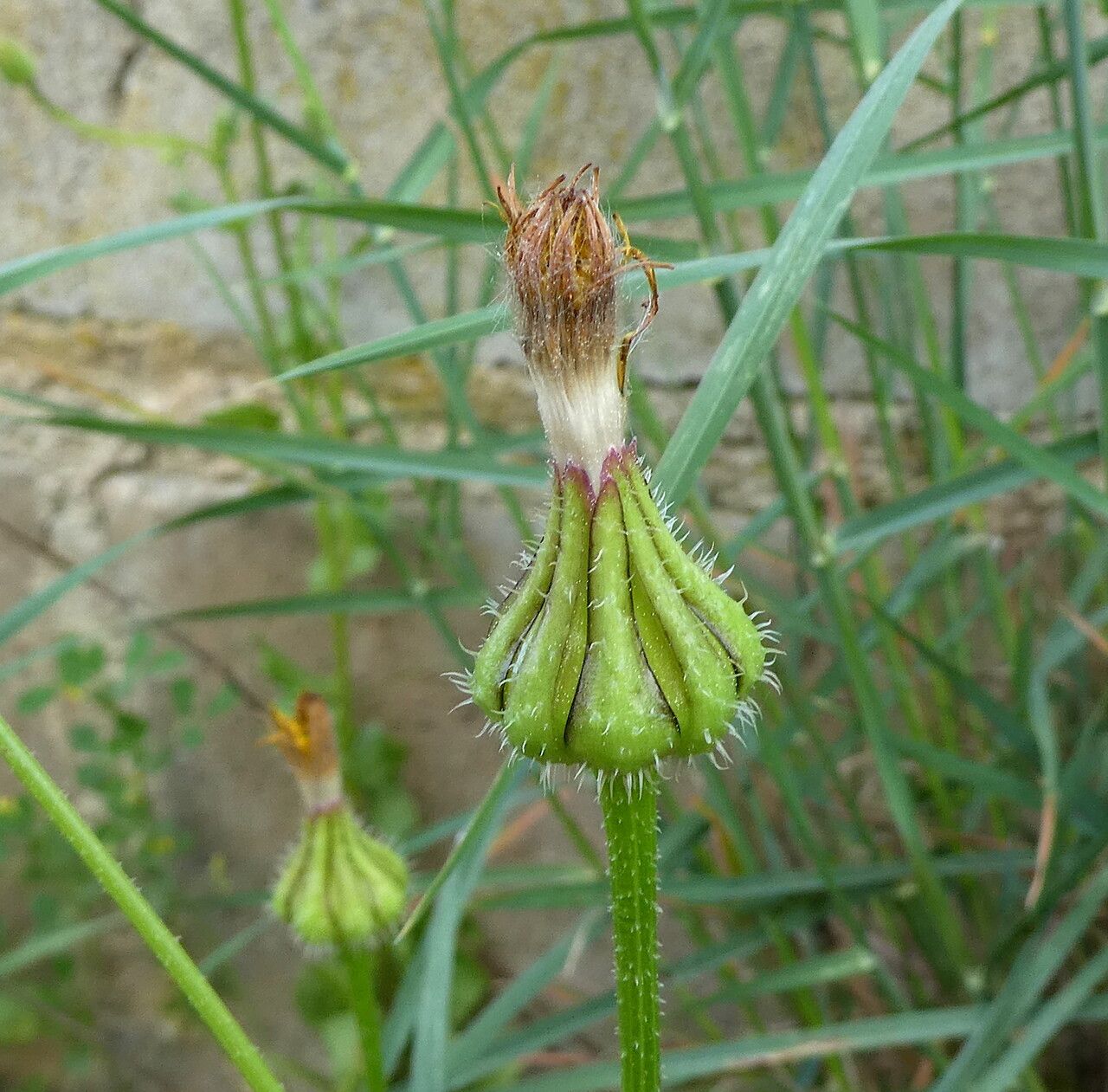 Urospermum picroides flower