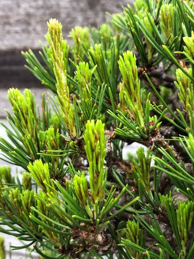 Pinus densiflora leaf
