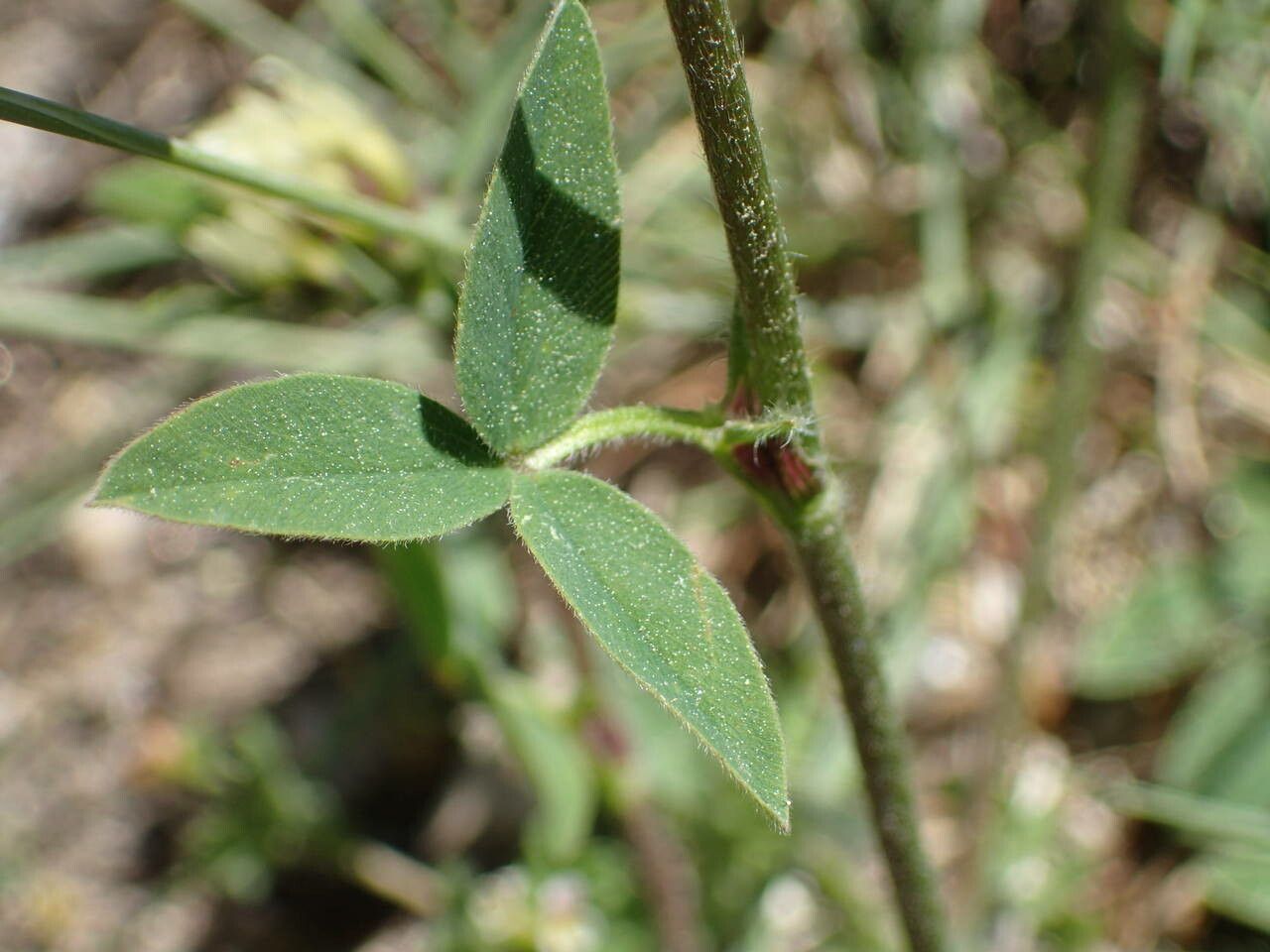 Trifolium ochroleucon — search result for 'Trifolium'
