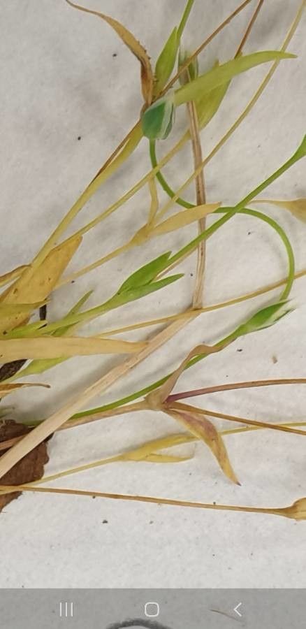 Moenchia erecta — search result for 'Caryophyllaceae'