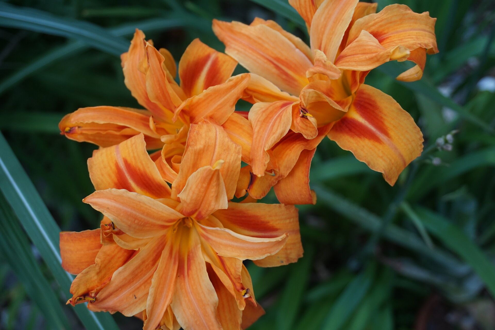 Hemerocallis middendorffii flower