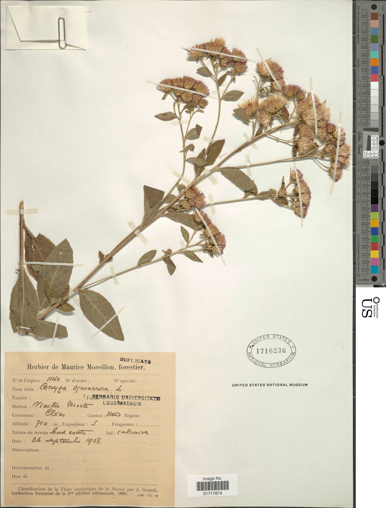 Faujasia squamosa — related species from the same genus