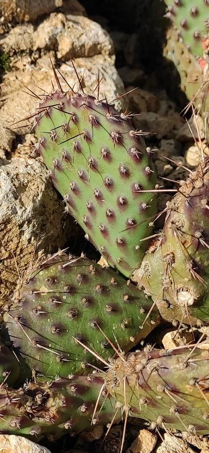 Opuntia fragilis leaf