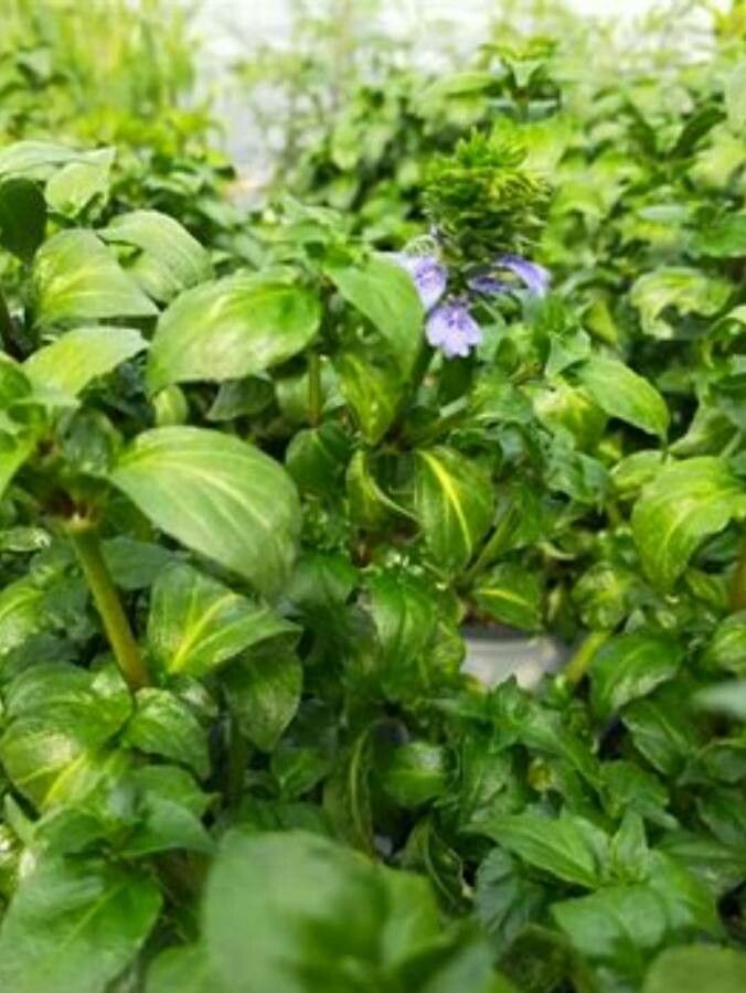 Rungia klossii — search result for 'Mushroom'