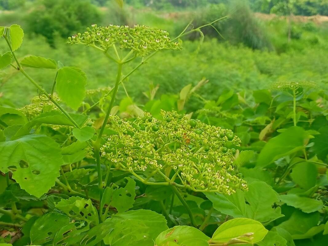 Causonis trifolia — search result for 'Cayratia'
