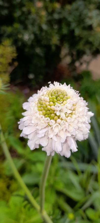 Scabiosa africana flower