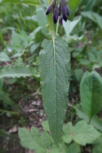 Symphytum gussonei — search result for 'Symphytum'