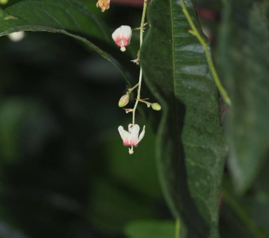 Sterculia brevissima — search result for 'Sterculia'