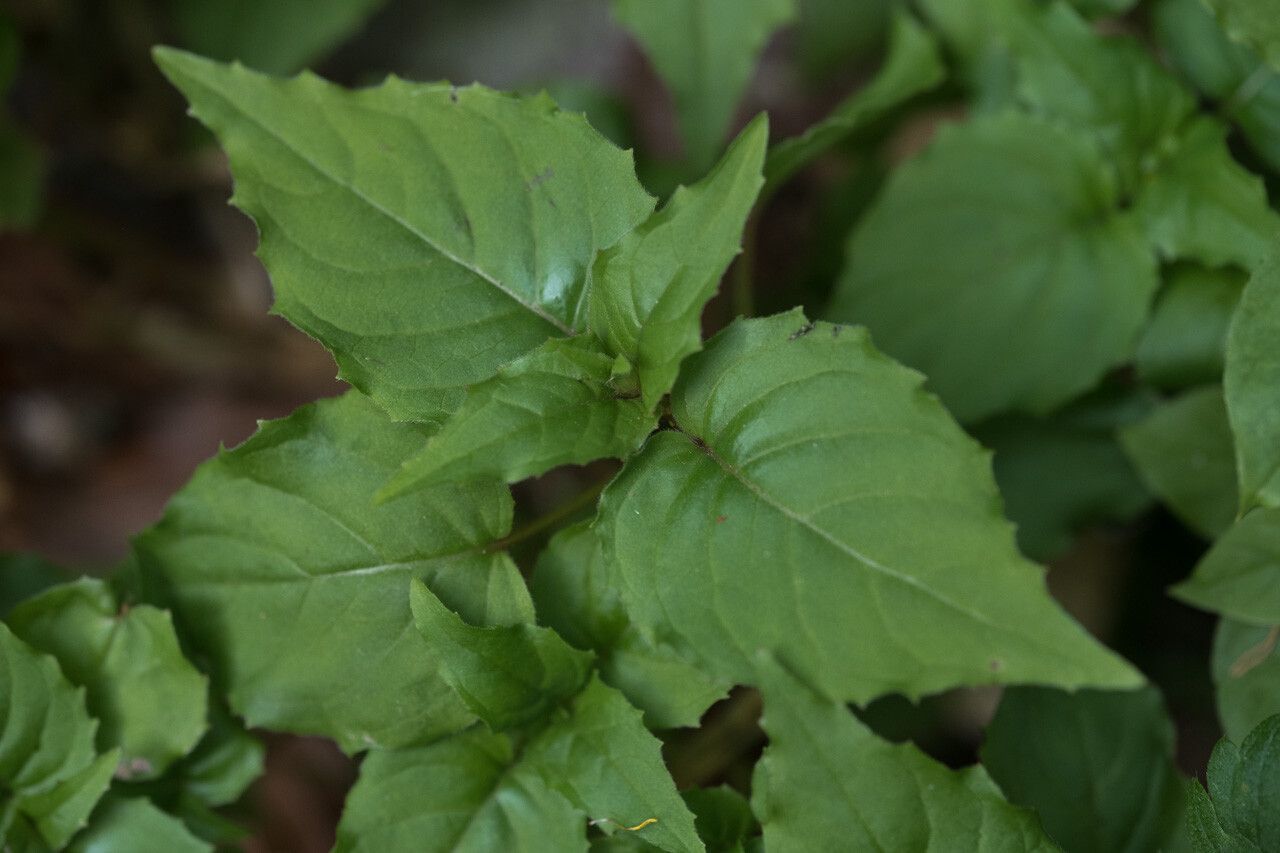 Circaea × intermedia — search result for 'Circaea'