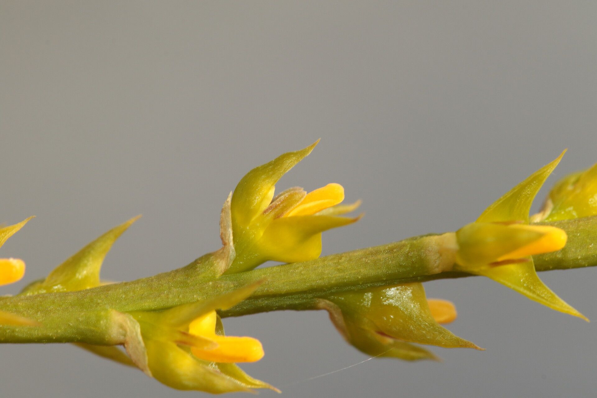 Bulbophyllum pervillei flower