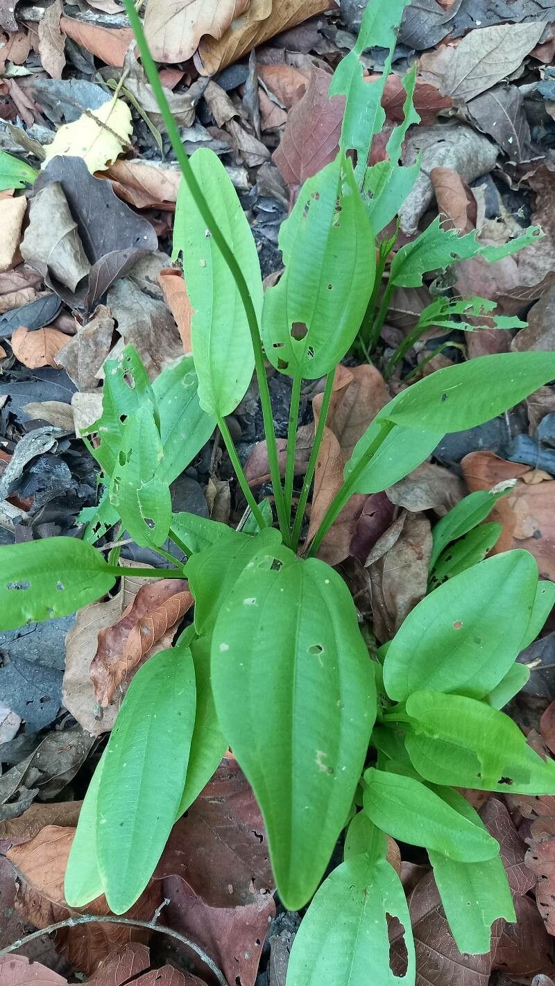 Aquarius paniculatus leaf