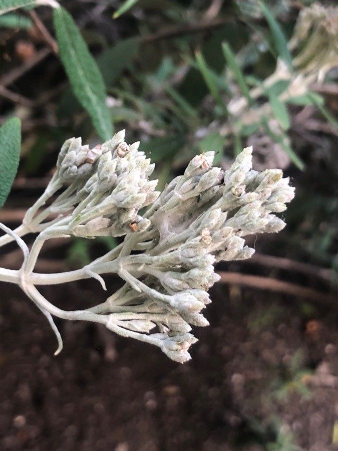 Buddleja loricata fruit