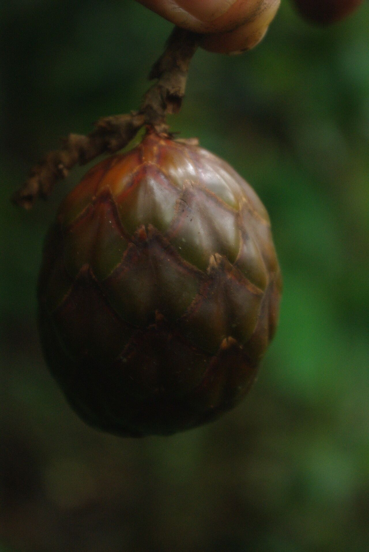 Raphia textilis fruit