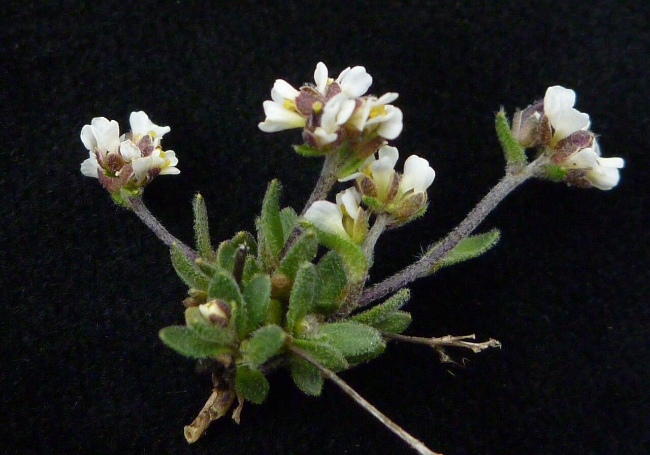 Draba lichiangensis habit