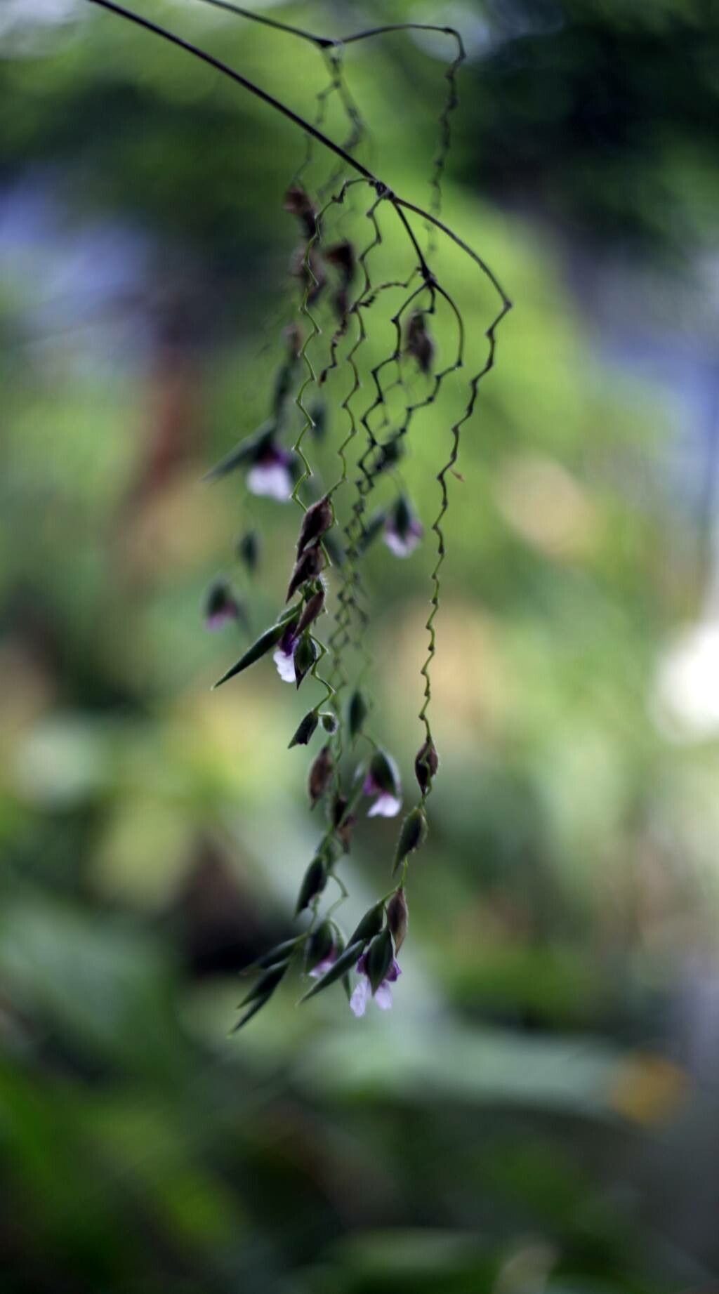 Thalia geniculata flower