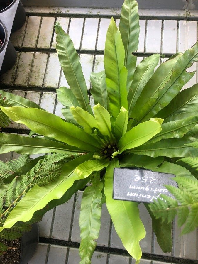 Asplenium antiquum leaf