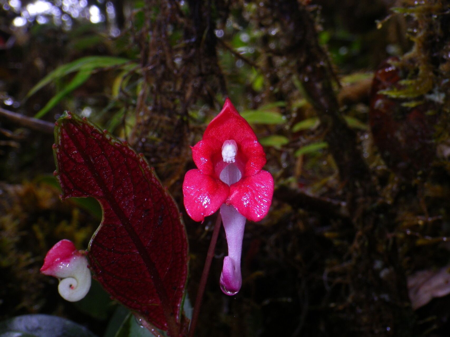 Impatiens hendrikii flower
