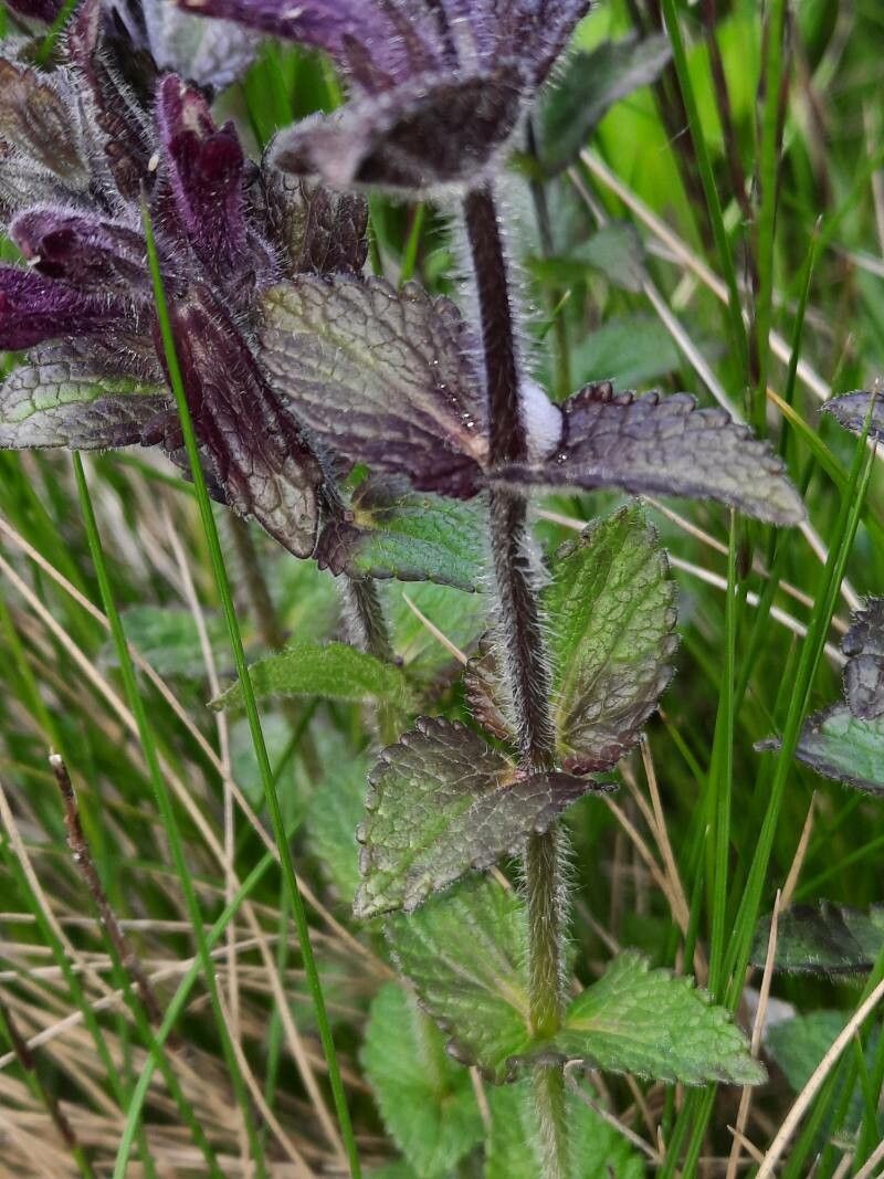 Bartsia alpina — search result for 'Orobanchaceae'