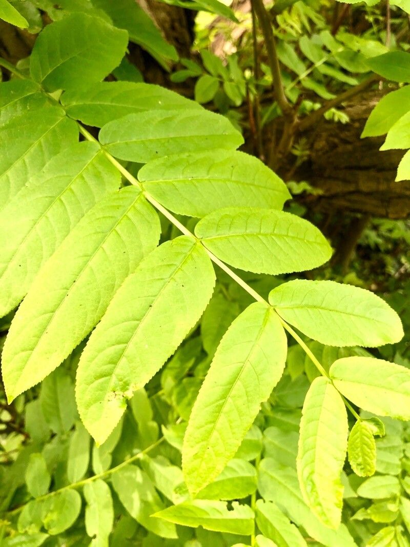 Pterocarya × rehderiana leaf