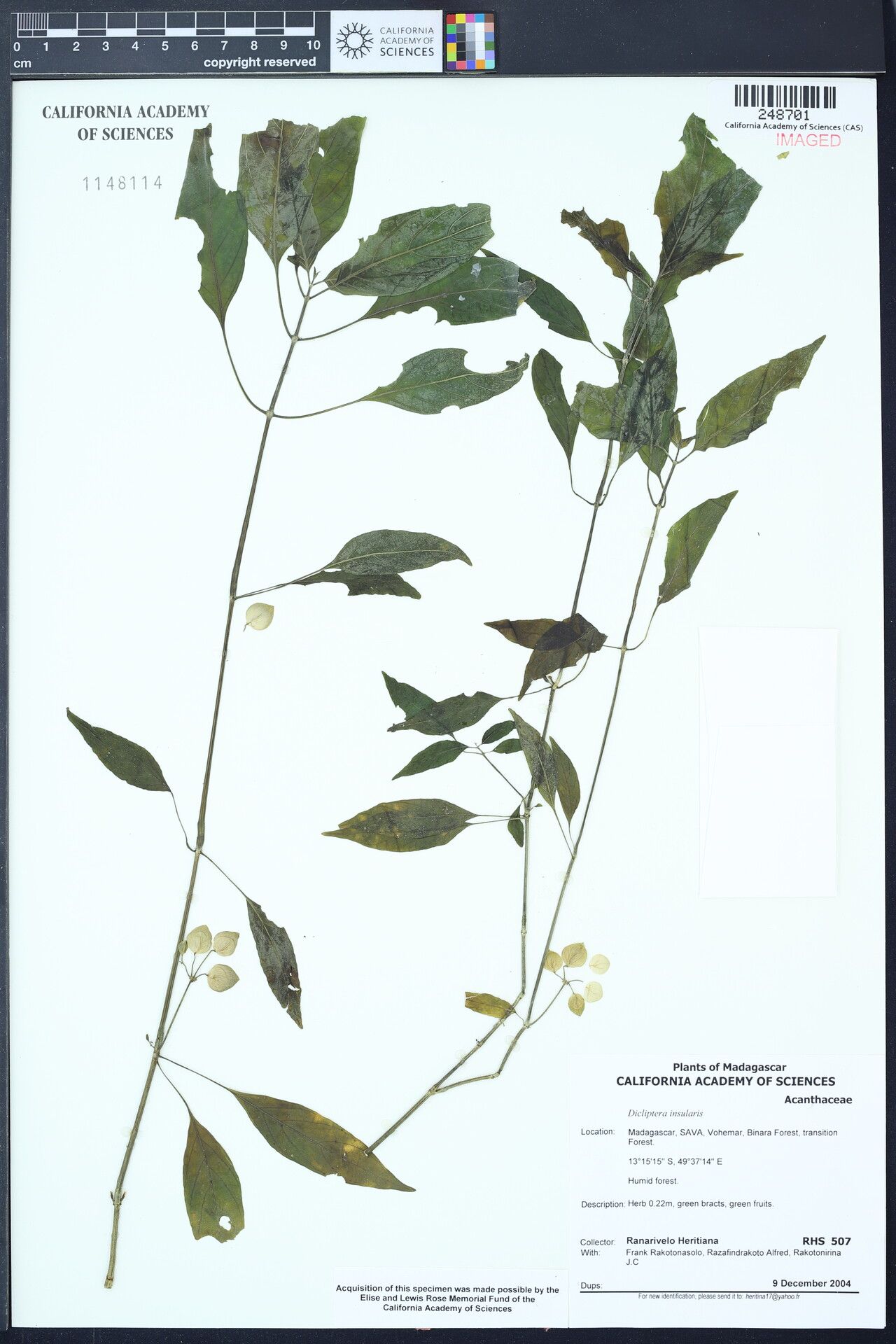 Dicliptera insularis — houseplant care guide