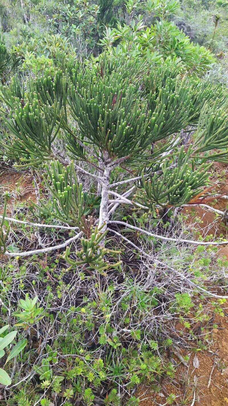 Araucaria goroensis — search result for 'Araucaria'