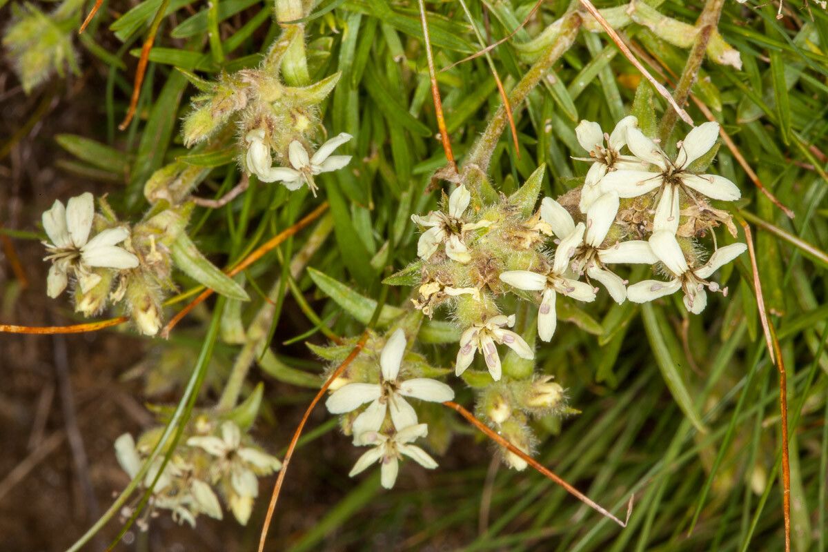 Saponaria lutea habit