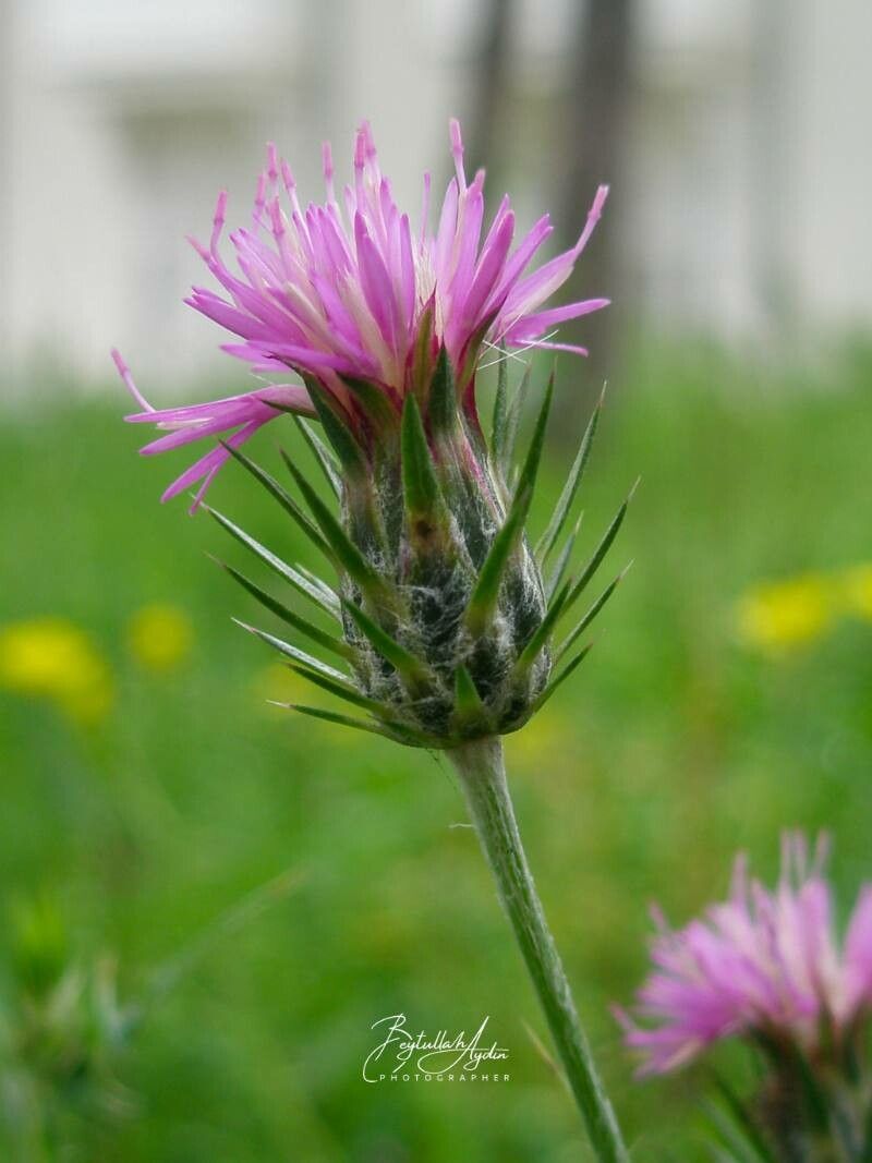 Carduus acicularis flower