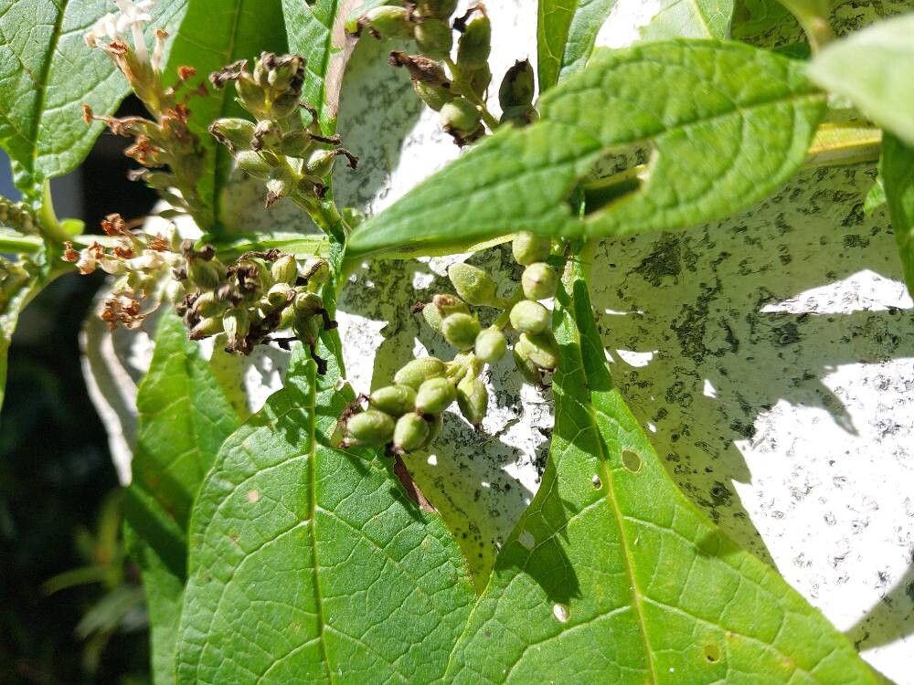 Buddleja axillaris flower