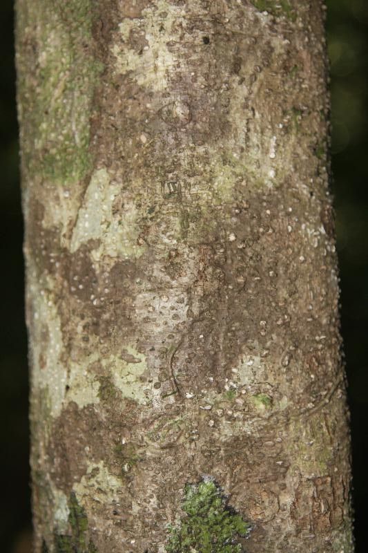 Drypetes fanshawei bark