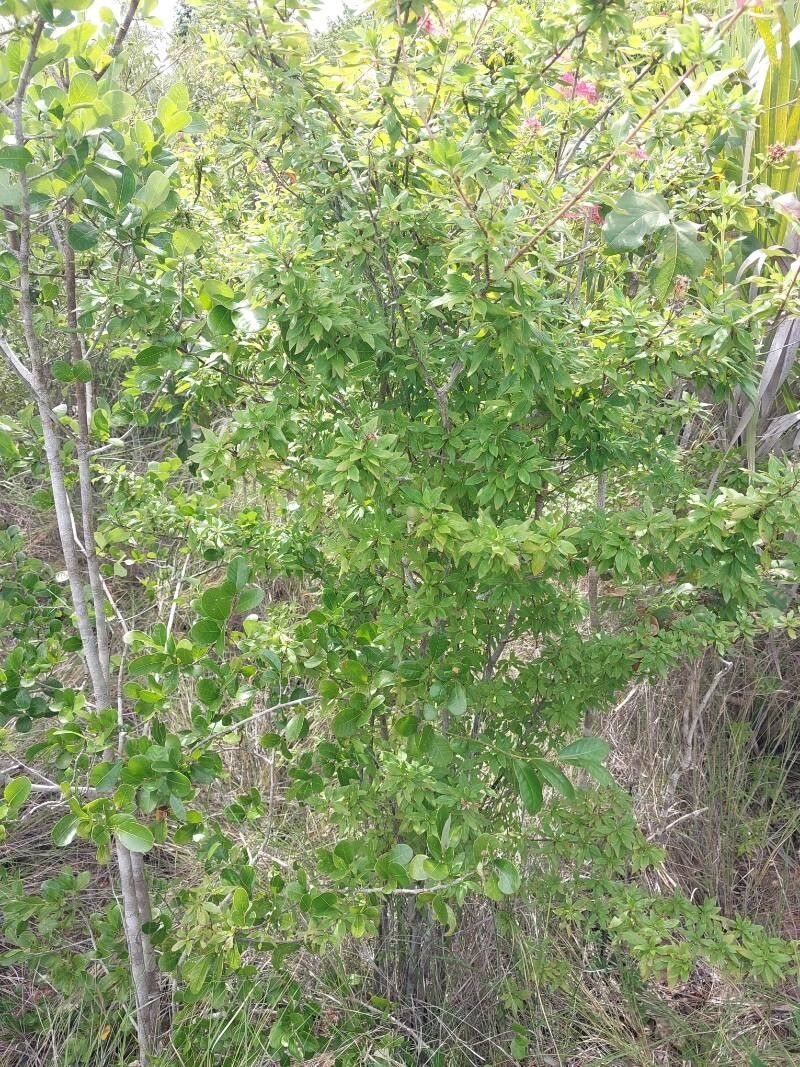 Paracarphalea kirondron habit