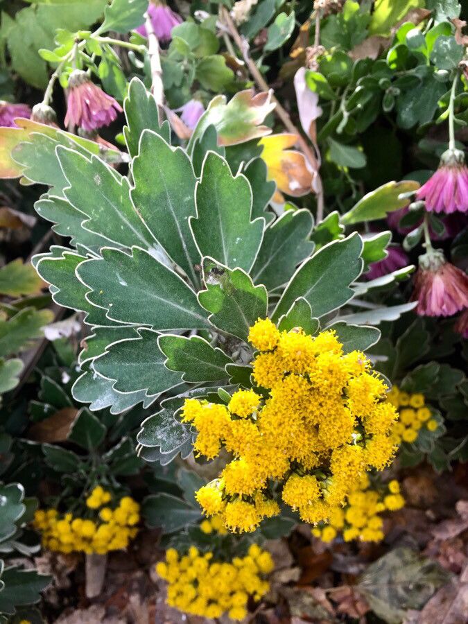 Ajania pacifica flower