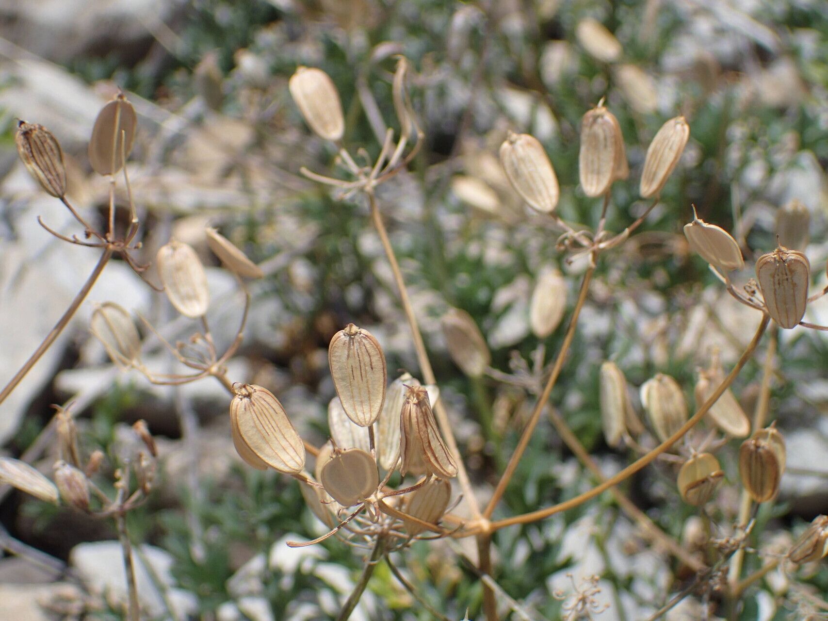 Heracleum pumilum fruit