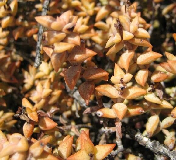 Crassula deltoidea — houseplant care guide